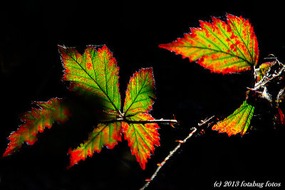 Light and Dark