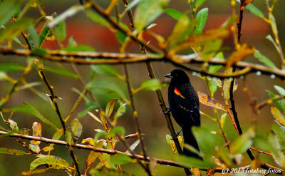 Redwing Blackbird