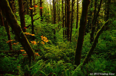 Fascinating Forest