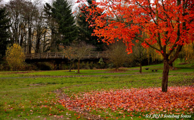 Fall colors in Alton Baker Park