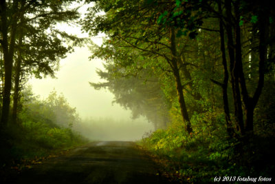 Fog in the Coburg Hills