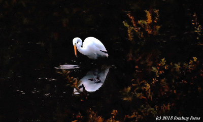 Egret at Delta Ponds