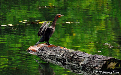 Cormorant with green background