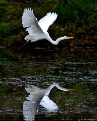 Egret Reflecting in Delta Ponds