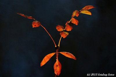 D7100-112913-019