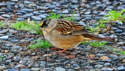 Golden Crowned Sparrow