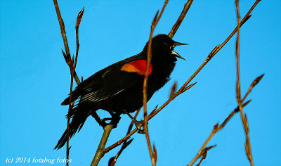 Song of the Redwing Blackbird