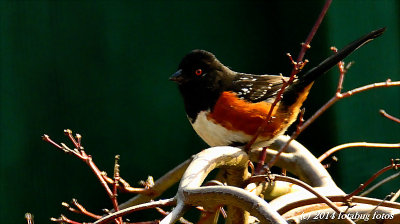 Backyard Visitor
