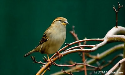Female English House Sparrow?