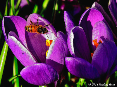 The Bees Think It Is Spring!
