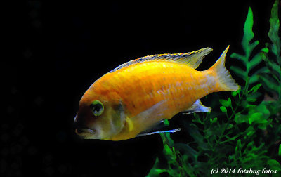Life in a Fish Bowl