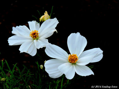 Black, White and Color