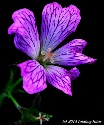 Pleasingly Purple