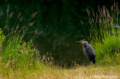Along the Canal