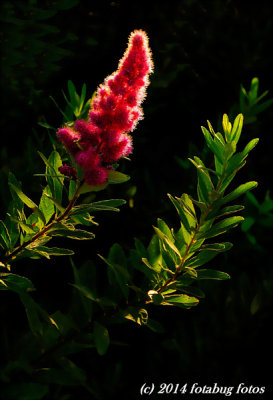 Backlight Glow
