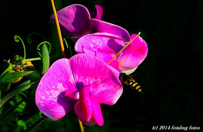 Sweet Pea or Sweet Bee?