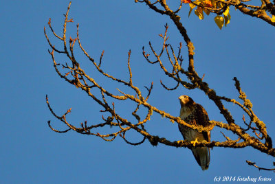Red-tailed Hawk High in a Tree
