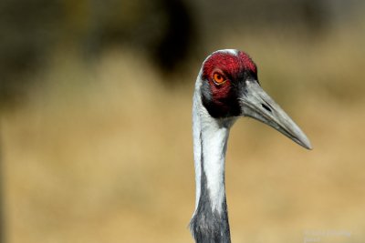 D7100-071814-497-web.jpg