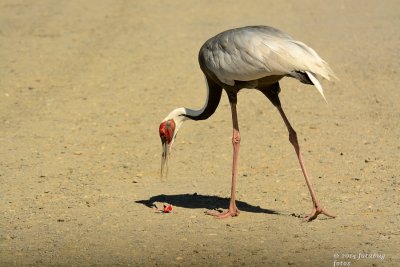 One photo in Wildlife Safari Gallery - Check out the whole gallery!