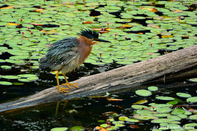 Ruffled Feathers