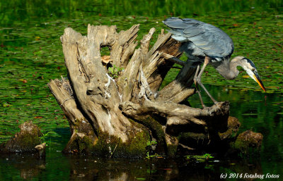 The Beautiful Great Blue Heron