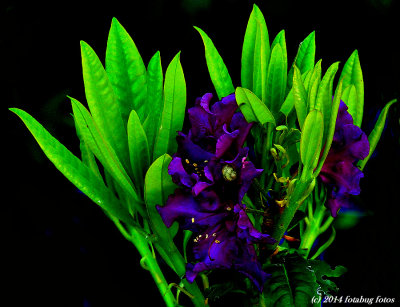 A Flower Just for You!