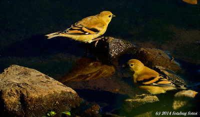Lesser Goldfinch