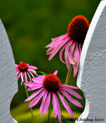 Echinacea  (Coneflower)