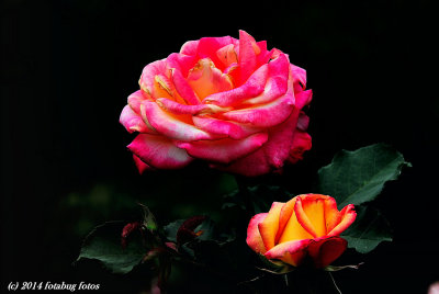 Fading Glory