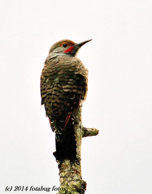 Northern Flicker