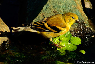 Gorgeous Goldfinch
