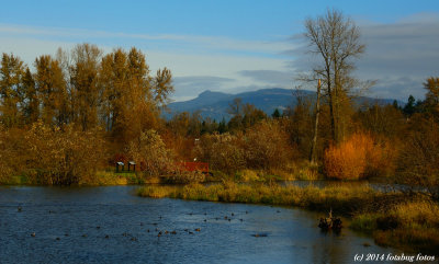 Delta Ponds Scene
