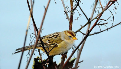 Juvenlie White Crowned Sparrow?