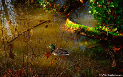 Oregon Duck