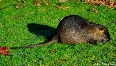 Coypu (Nutria)