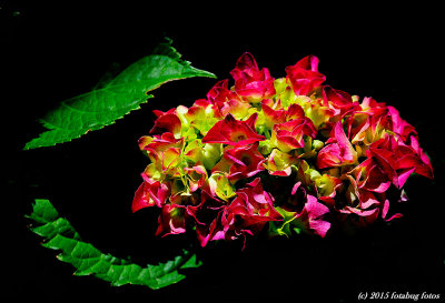 g9/66/444766/3/158962499.Hz3vElDx.jpg