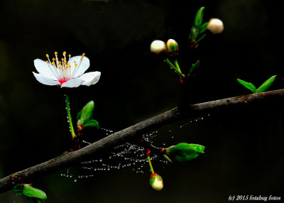 Spring is Coming to Skinner Butte