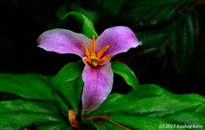 Trillium Growing Wild on Skinner Butte