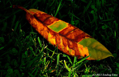 Camouflaged Leaf