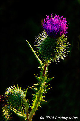 g9/66/444766/3/160114413.R7Dvc82n.jpg