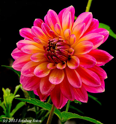 The Crown Jewel of Summer Gardens