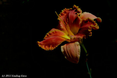 More Flowers in Debra's Yard