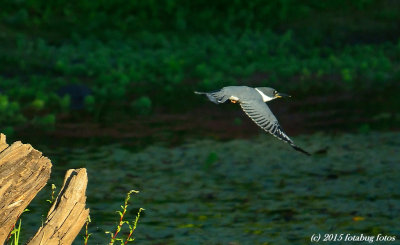 Kingfisher Stopped in Mid-flight!