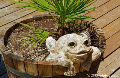 A Cool Frog!