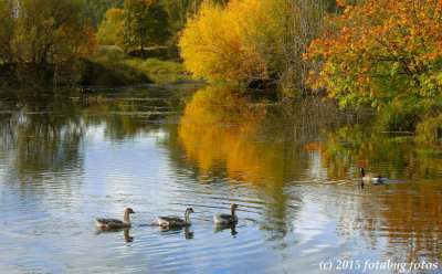 Fall Colors in Delta Ponds