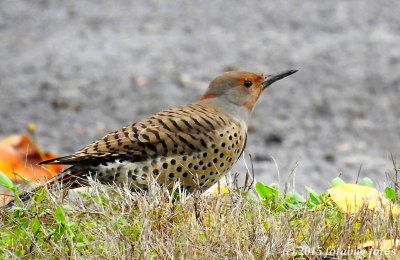 Red Shafted Northern Flicker