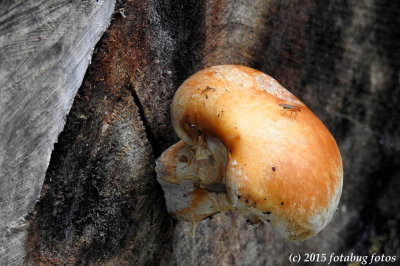 Tiny Visitor on Mushroom