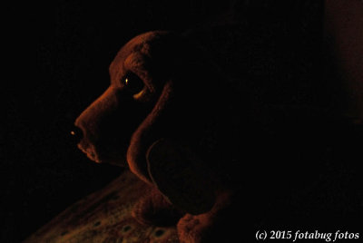 Doggie in the Dark