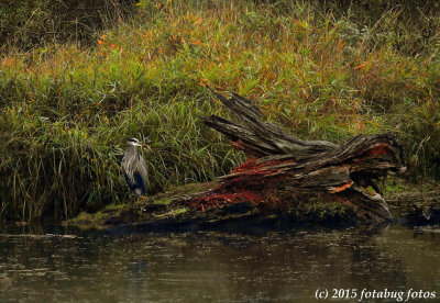 A Heron in the Rain