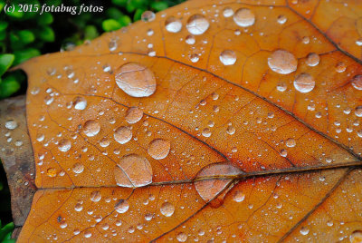 Raindrops on Leaf